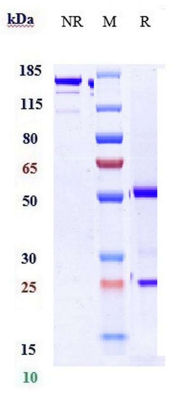 TNF alpha (Golimumab Biosimilar) Antibody in SDS-PAGE (SDS-PAGE)