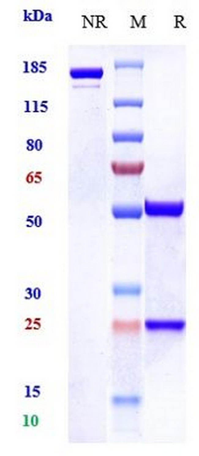 EGFR (Biosimilar) Antibody in SDS-PAGE (SDS-PAGE)