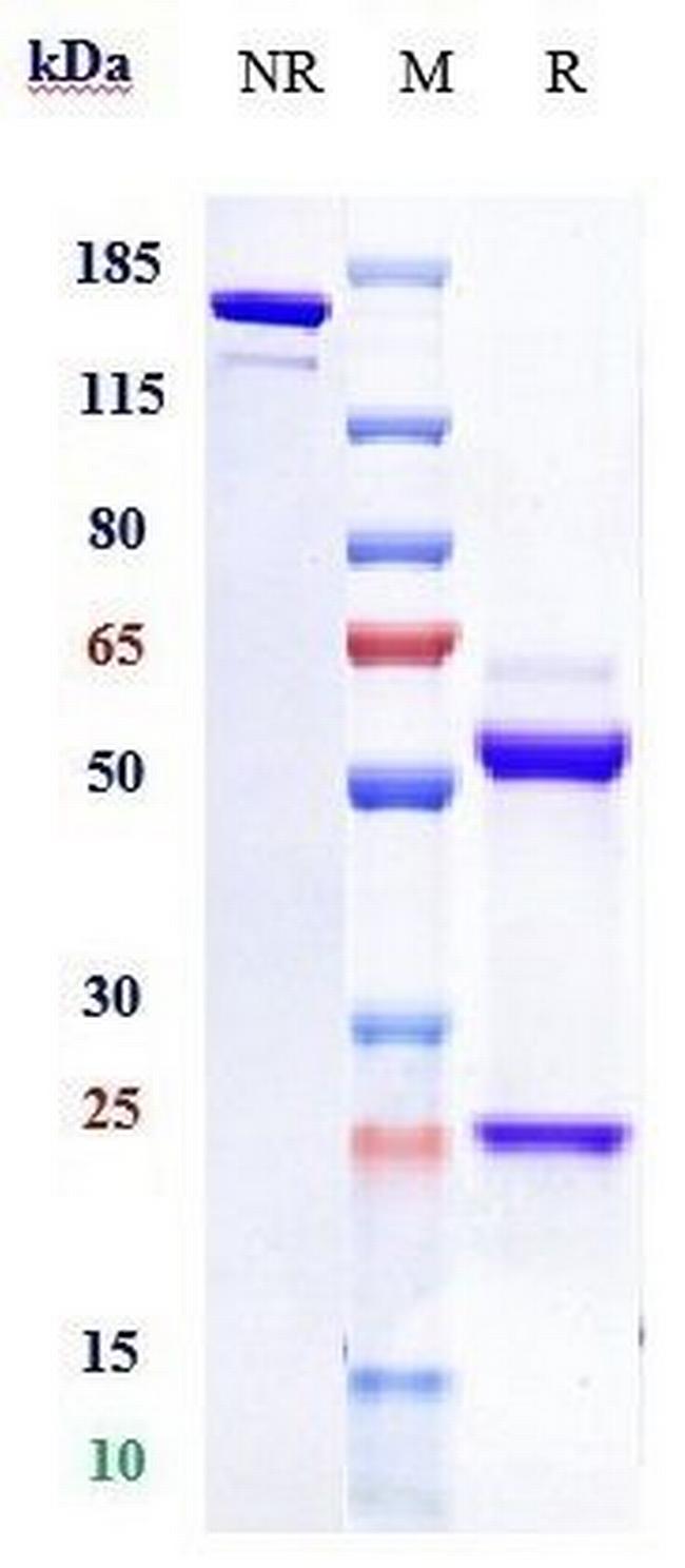 EphA3 (Ifabotuzumab Biosimilar) Antibody in SDS-PAGE (SDS-PAGE)