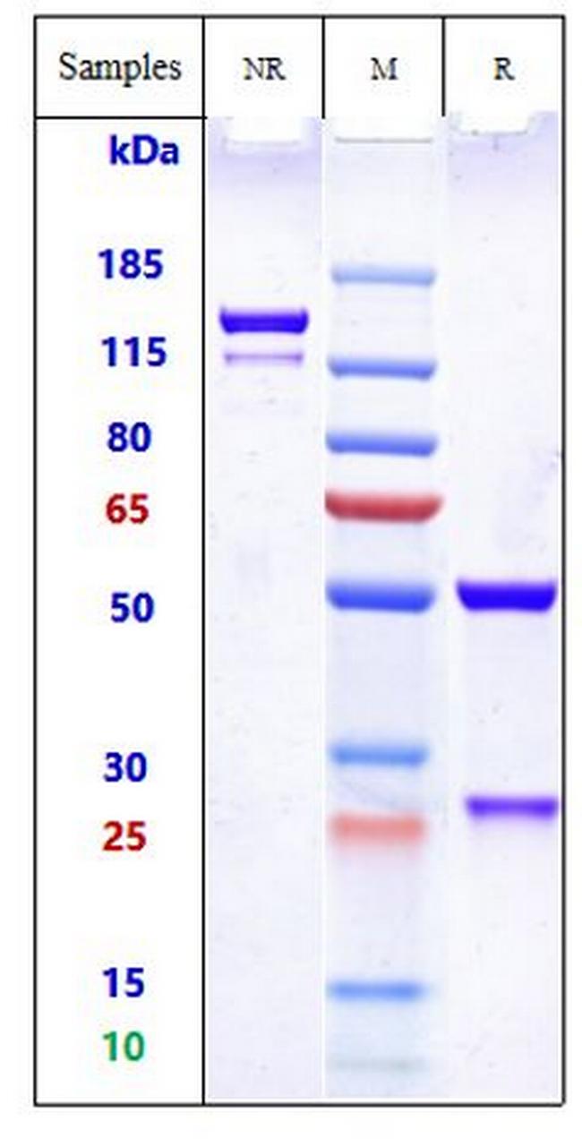 Her-2 (ErbB2) (Hersintuzumab Biosimilar) Antibody in SDS-PAGE (SDS-PAGE)