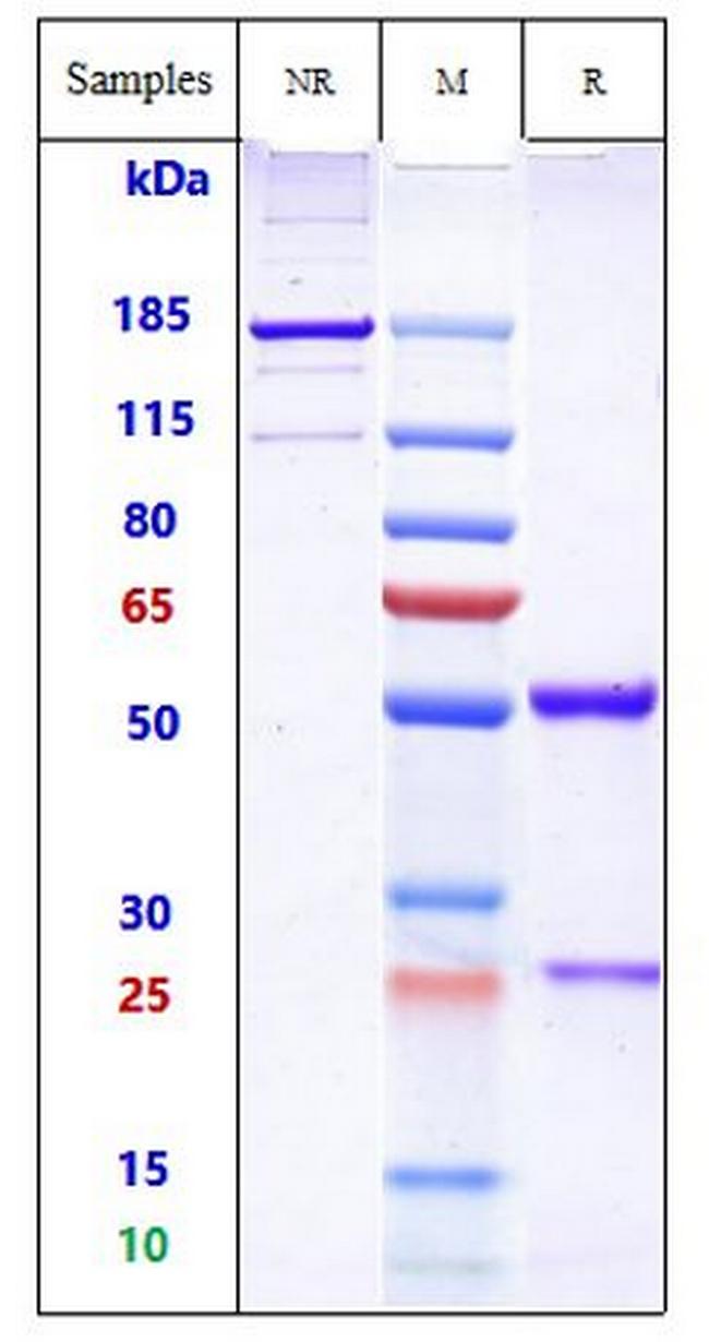 Her-2 (ErbB2) (Margetuximab Biosimilar) Antibody in SDS-PAGE (SDS-PAGE)