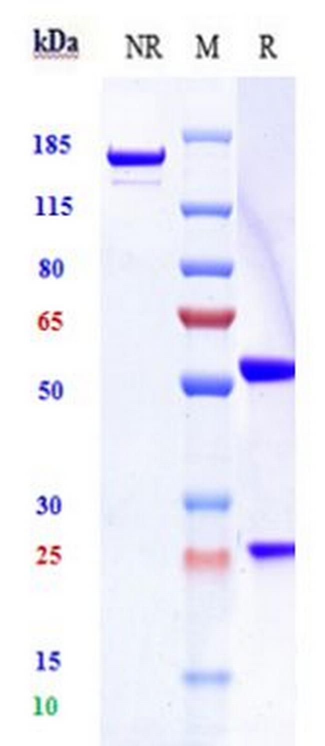 Her-2 (ErbB2) (Timigutuzumab Biosimilar) Antibody in SDS-PAGE (SDS-PAGE)