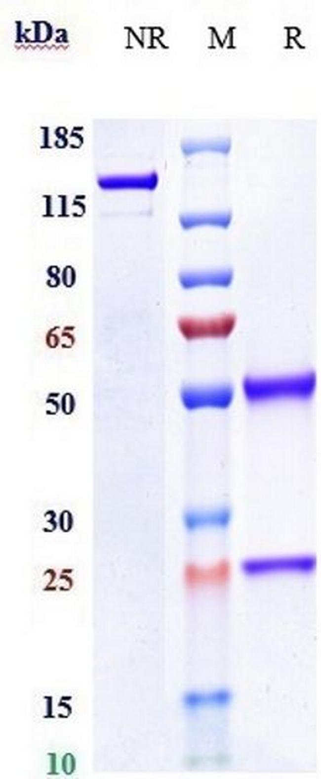 MCK10 (Biosimilar) Antibody in SDS-PAGE (SDS-PAGE)