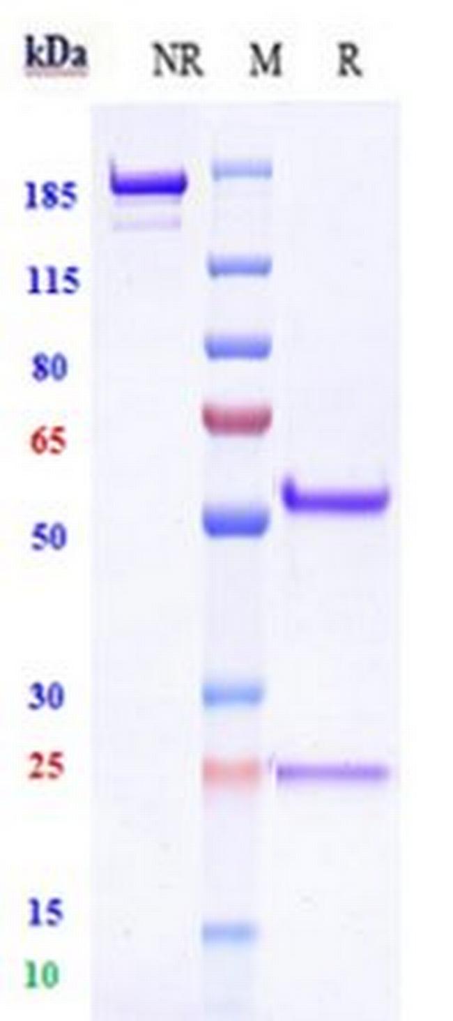 TSPAN8 Biosimilar Antibody in SDS-PAGE (SDS-PAGE)