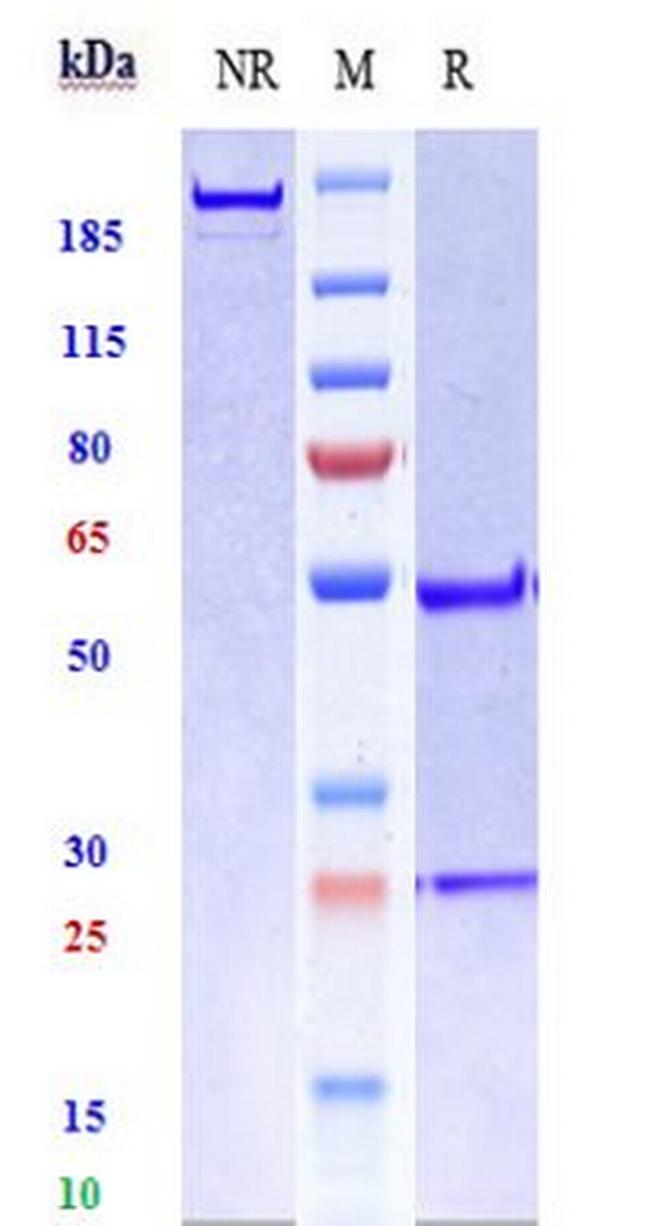 Fibronectin (Radretumab Biosimilar) Antibody in SDS-PAGE (SDS-PAGE)