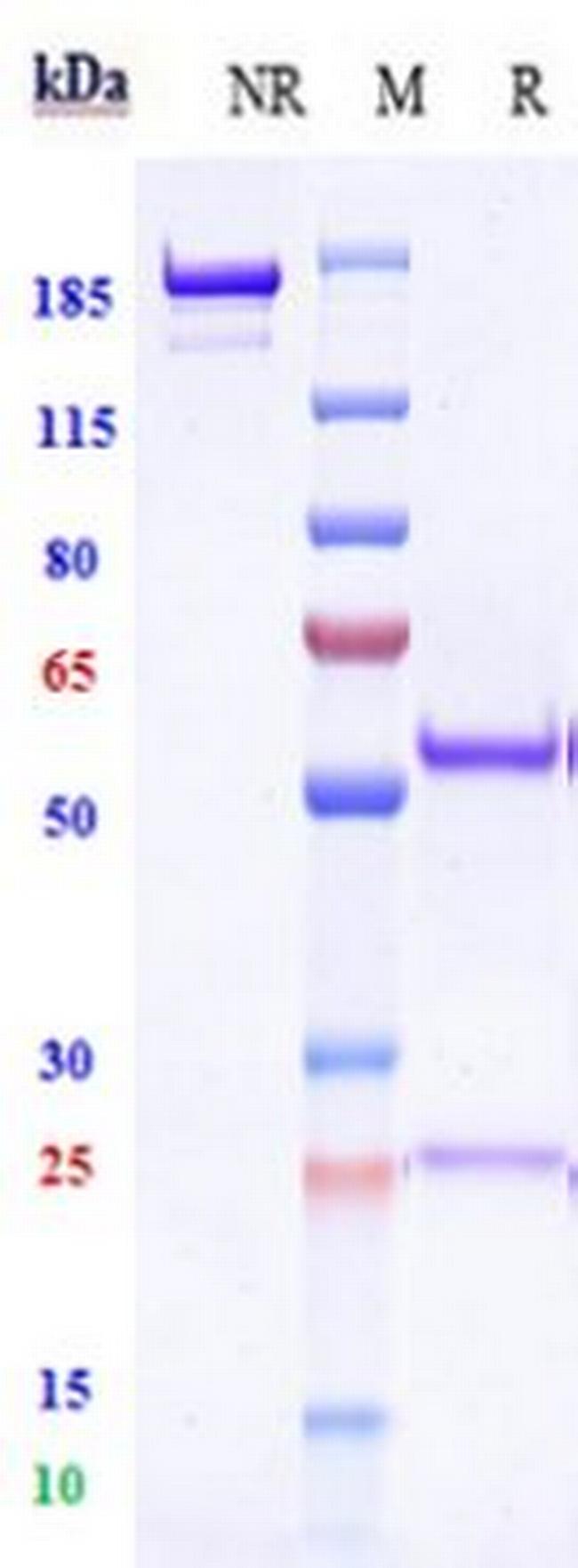 OX40 (CD134) (Ivuxolimab Biosimilar) Antibody in SDS-PAGE (SDS-PAGE)