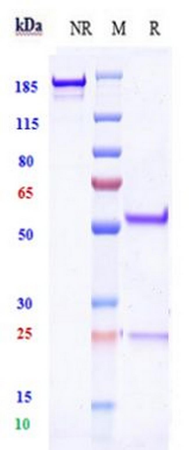 ERG Biosimilar Antibody in SDS-PAGE (SDS-PAGE)