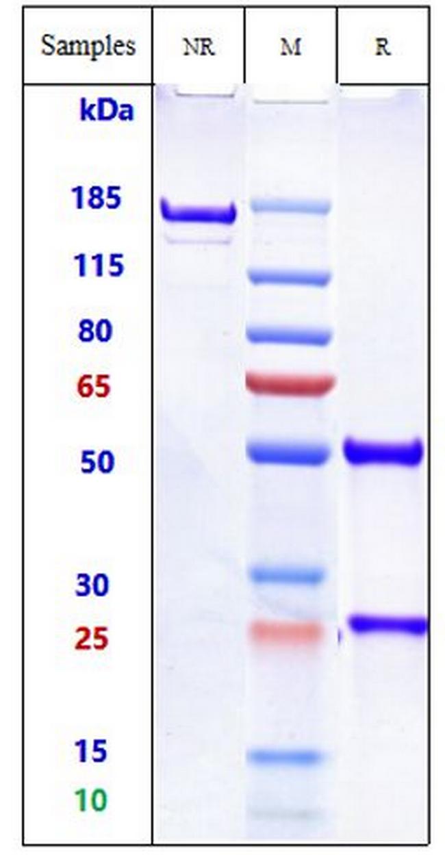 B4GALNT1 (Dinutuximab Biosimilar) Antibody in SDS-PAGE (SDS-PAGE)