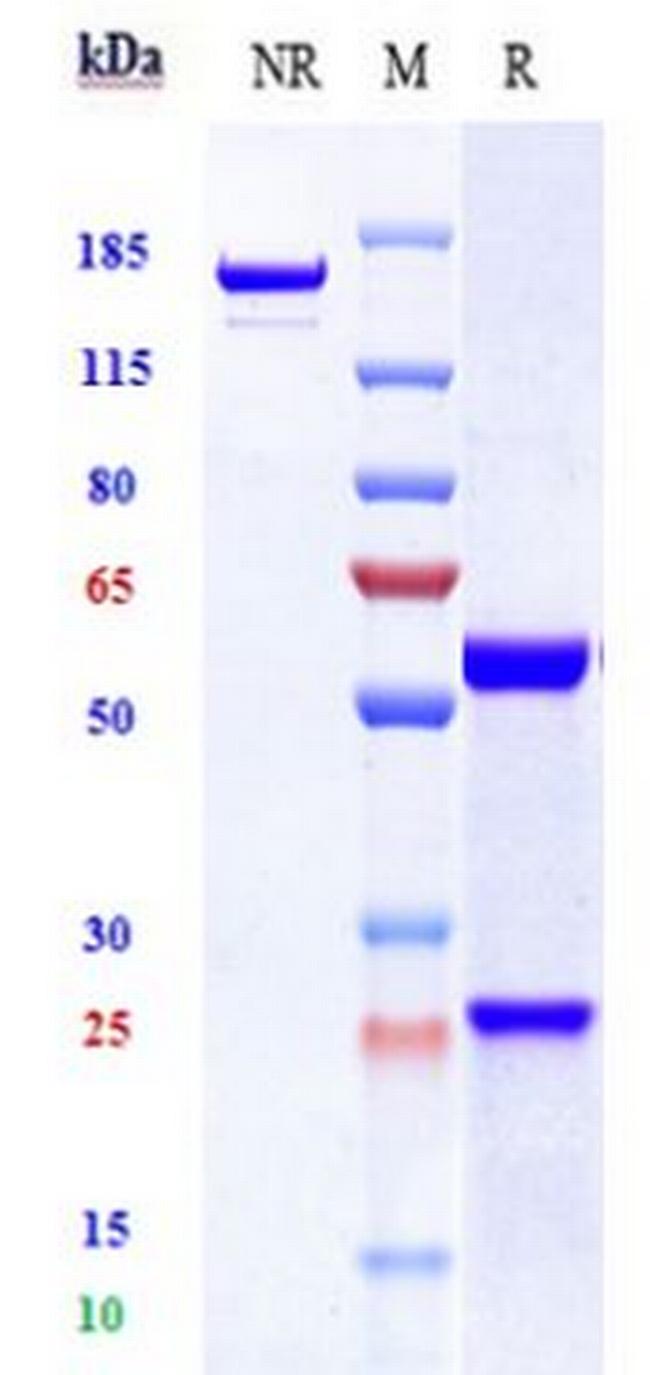 Lilotomab Antibody in SDS-PAGE (SDS-PAGE)