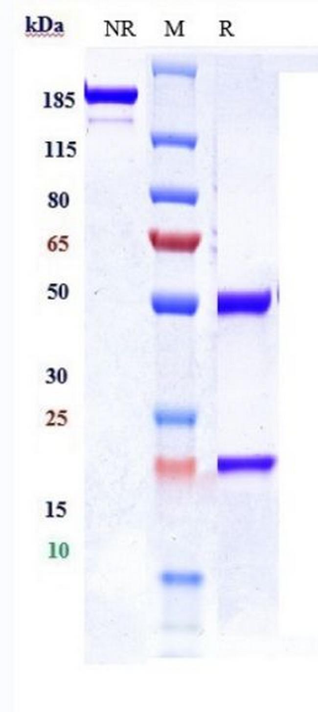PD-L1 (CD274) (Lodapolimab Biosimilar) Antibody in SDS-PAGE (SDS-PAGE)