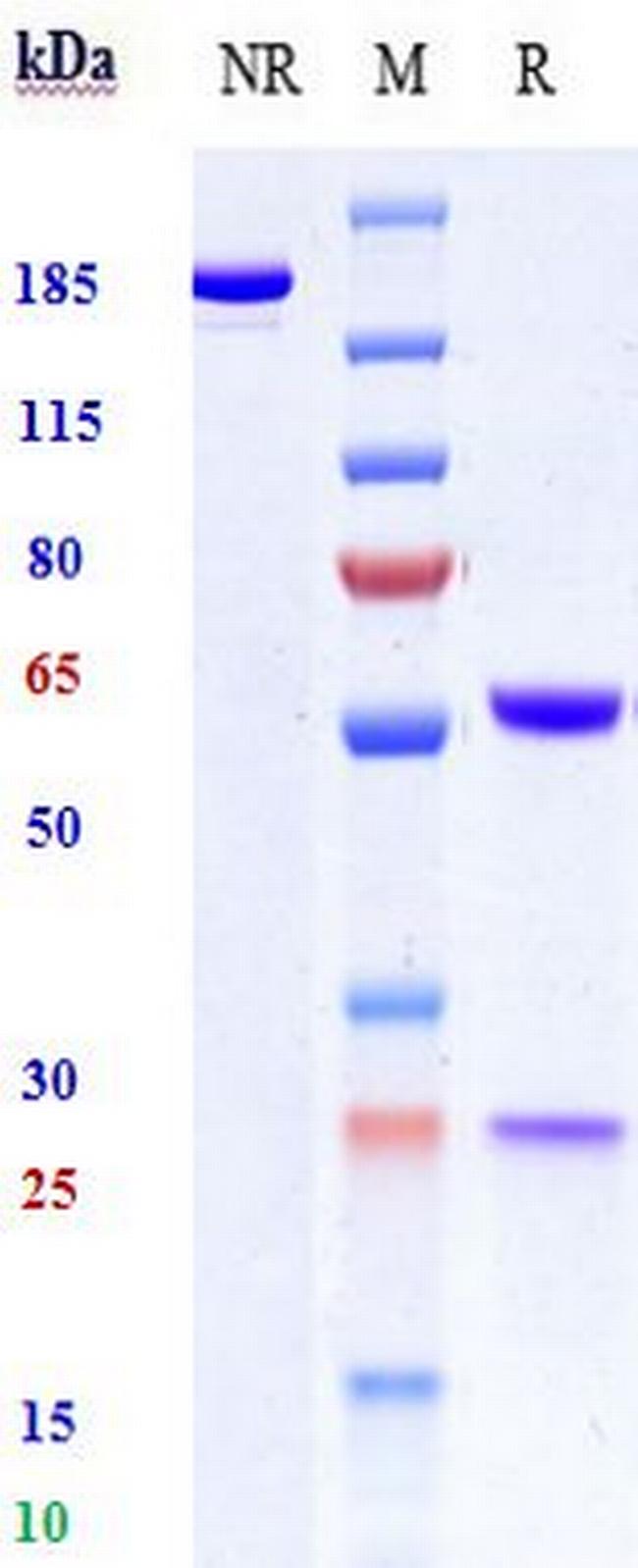 HAMP Humanized Biosimilar Antibody in SDS-PAGE (SDS-PAGE)