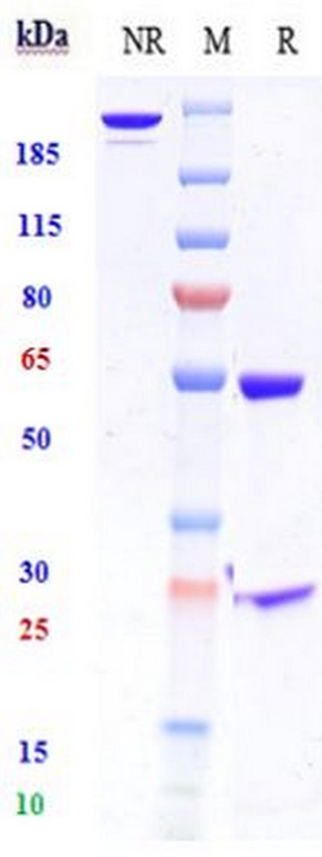 HGF (Biosimilar) Antibody in SDS-PAGE (SDS-PAGE)