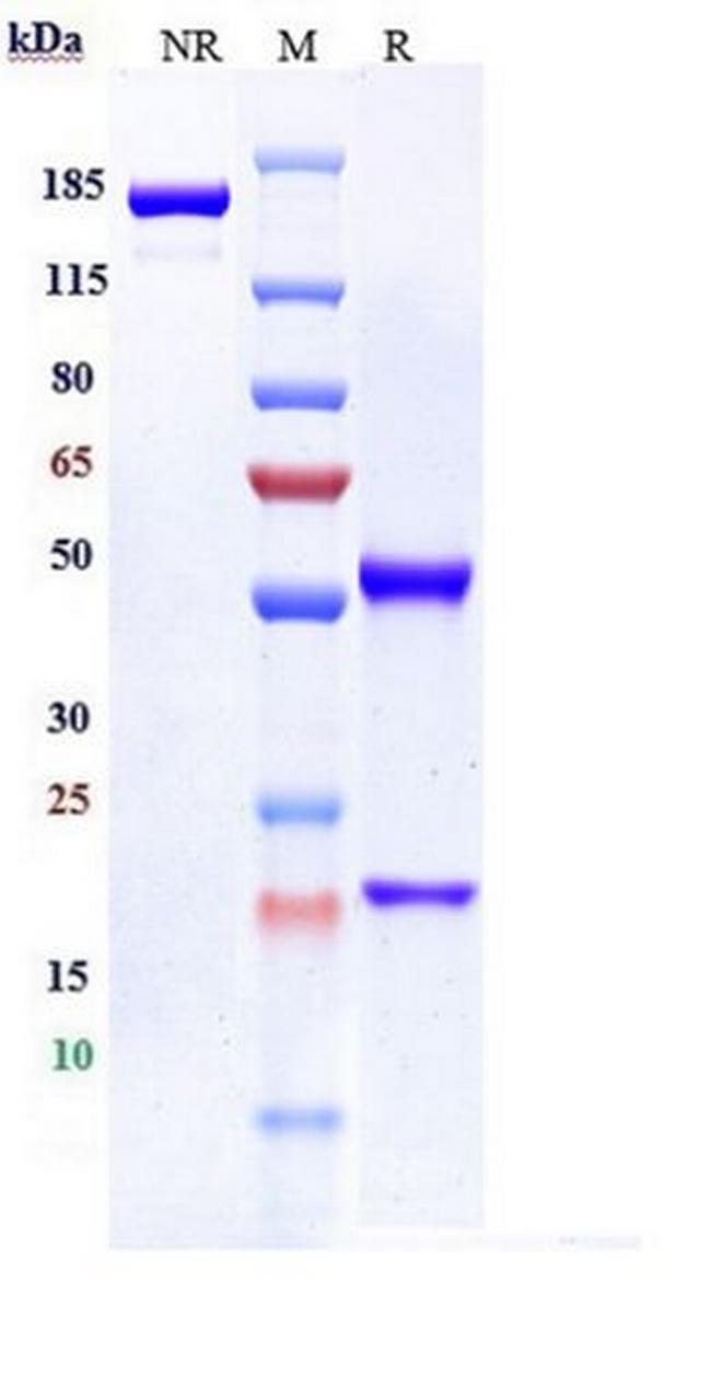 B7-H3 (CD276) (Mirzotamab Biosimilar) Antibody in SDS-PAGE (SDS-PAGE)