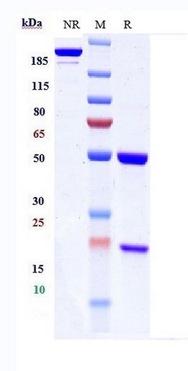 Modotuximab Chimeric Antibody in SDS-PAGE (SDS-PAGE)