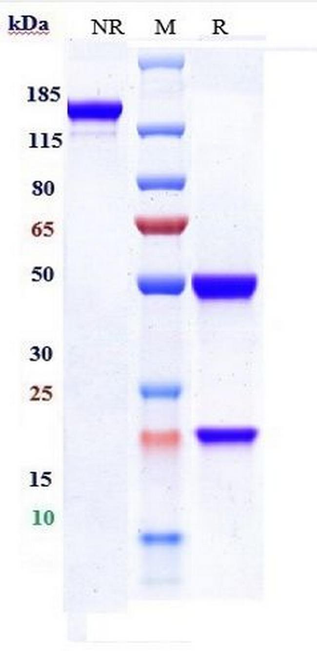Emapalumab Antibody in SDS-PAGE (SDS-PAGE)