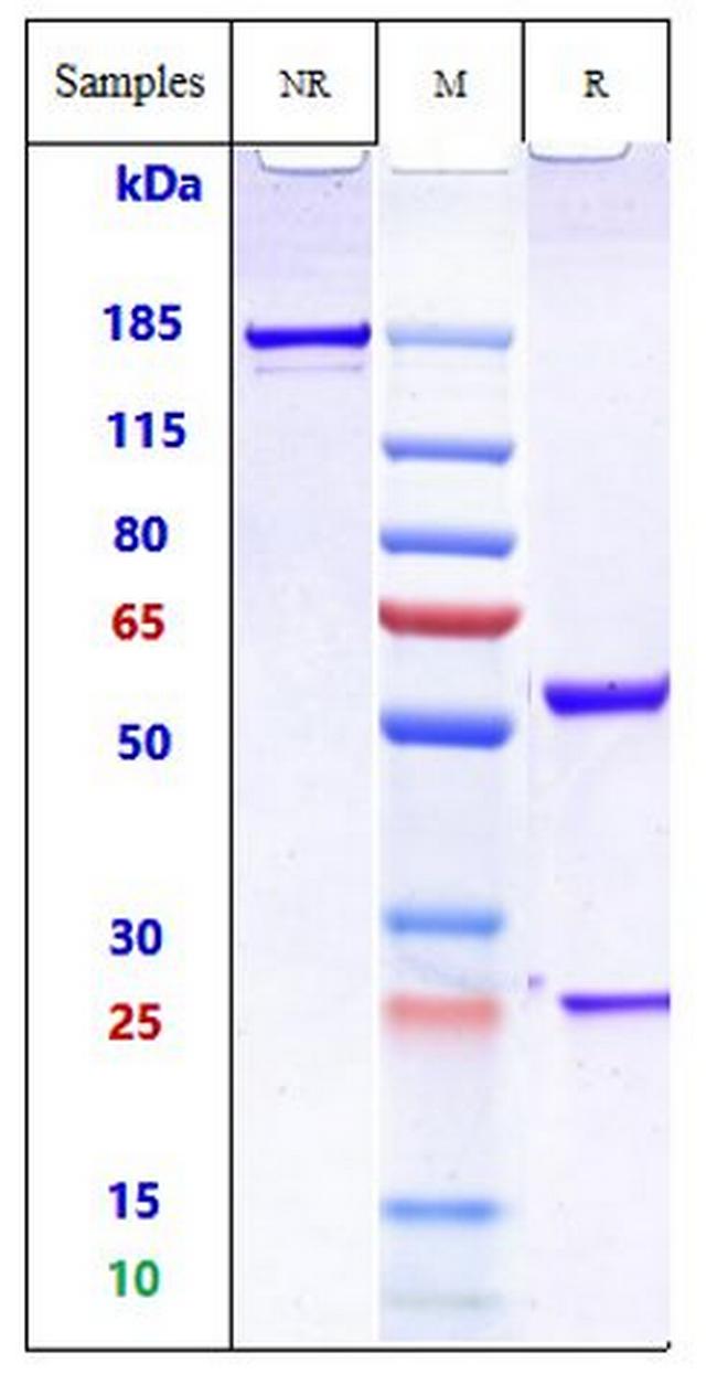Ligelizumab Humanized Antibody in SDS-PAGE (SDS-PAGE)