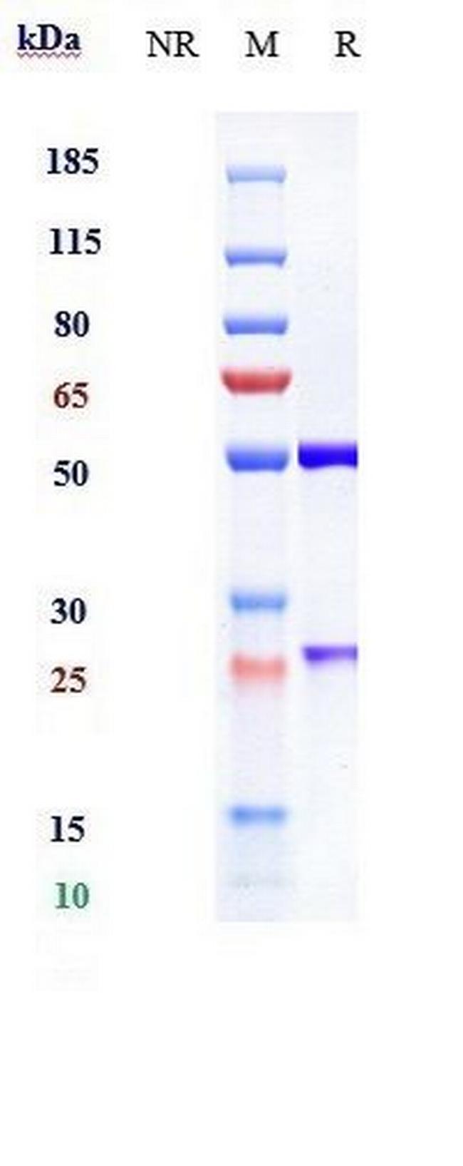 Naptumomab Estafenatox Antibody in SDS-PAGE (SDS-PAGE)