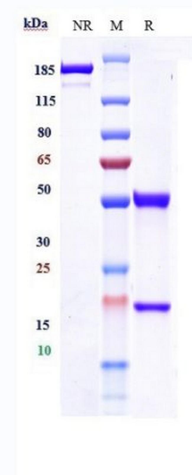 IGF1R (CD221) (Figitumumab Biosimilar) Antibody in SDS-PAGE (SDS-PAGE)