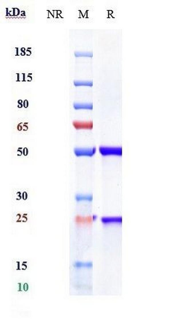 Mesothelin (Biosimilar) Antibody in SDS-PAGE (SDS-PAGE)