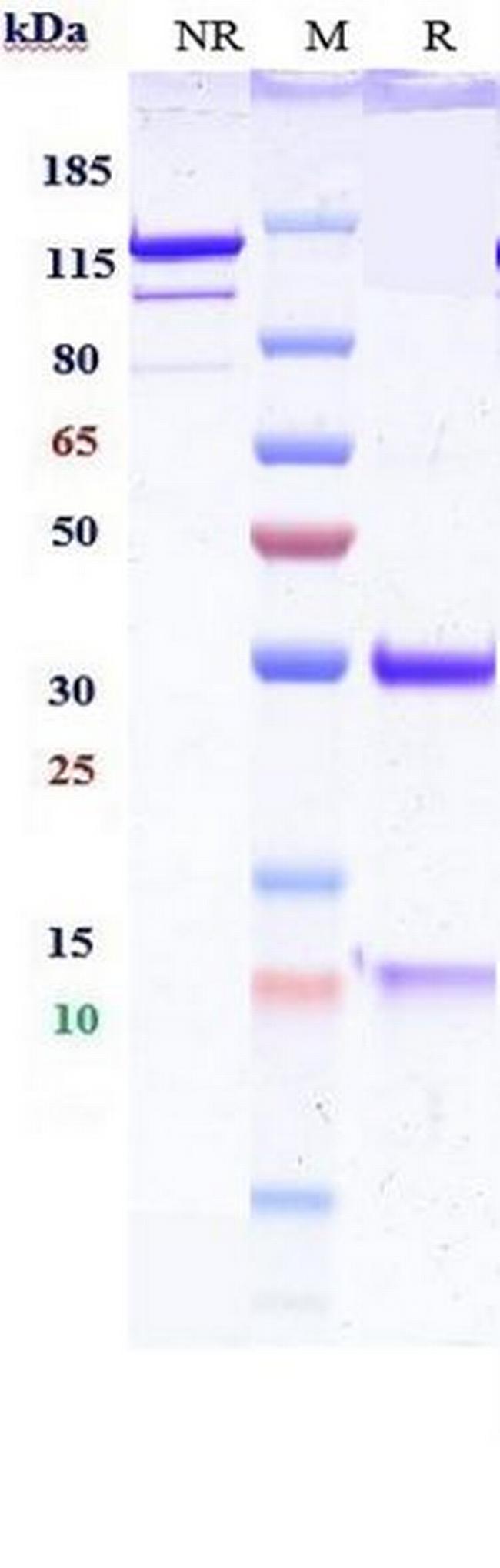 IGF2 (Biosimilar) Antibody in SDS-PAGE (SDS-PAGE)