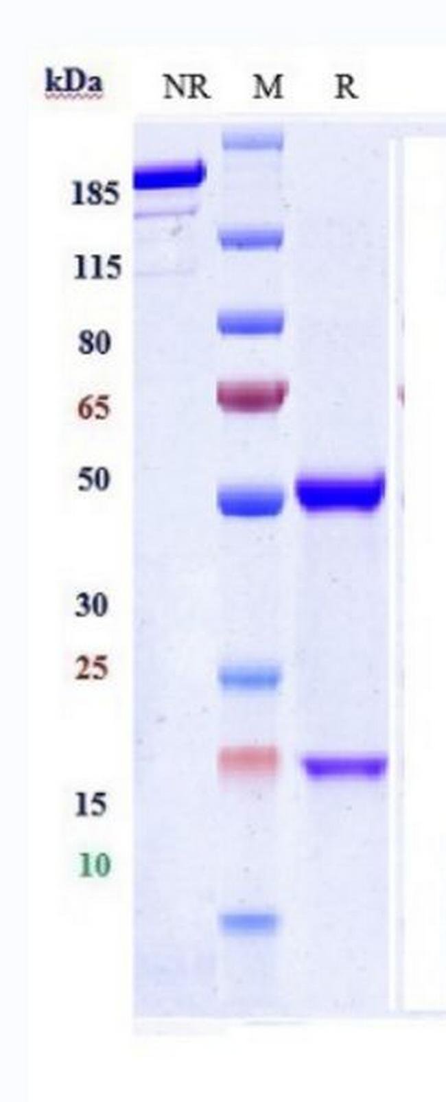 IL-10 (Biosimilar) Antibody in SDS-PAGE (SDS-PAGE)