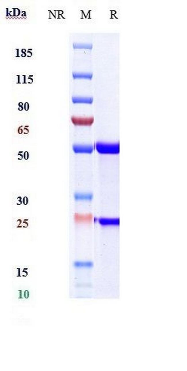 IL-13 (Abrezekimab Biosimilar) Antibody in SDS-PAGE (SDS-PAGE)