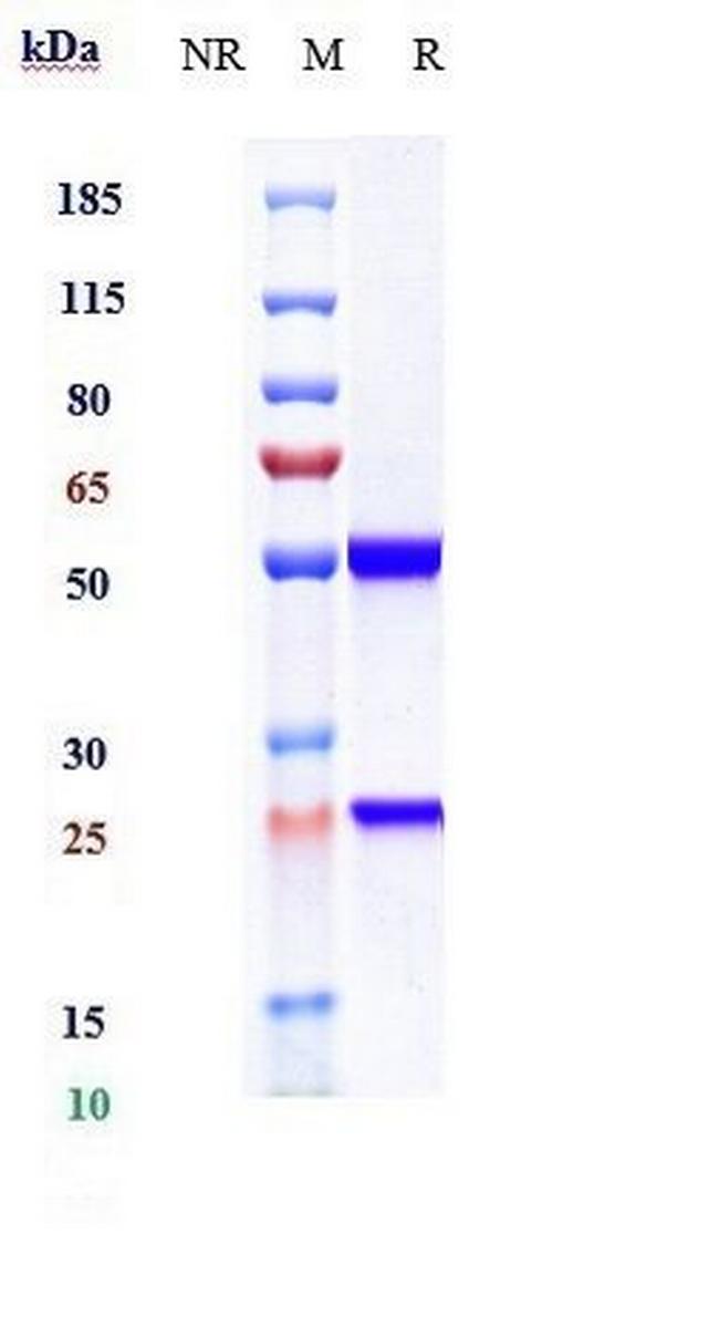 IL-13 (Dectrekumab Biosimilar) Antibody in SDS-PAGE (SDS-PAGE)