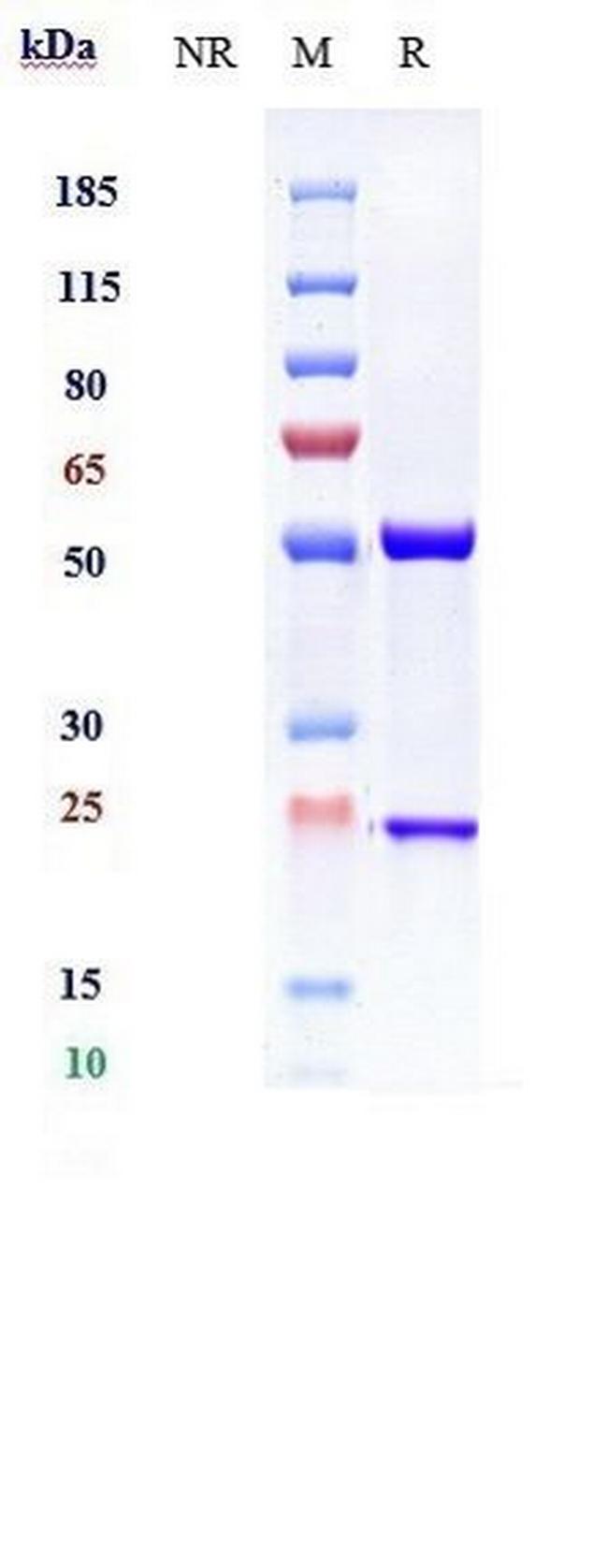 IL-13 Humanized Biosimilar Antibody in SDS-PAGE (SDS-PAGE)