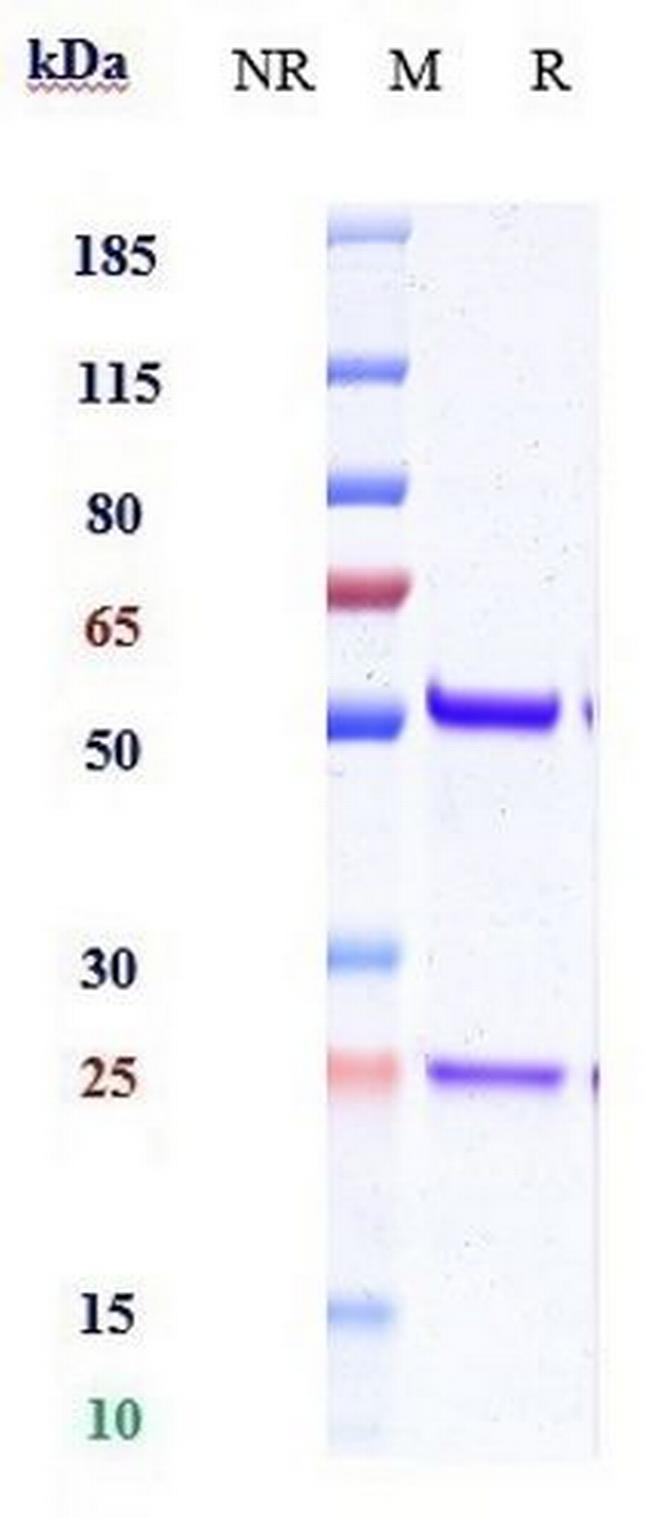 IL-18 (Biosimilar) Antibody in SDS-PAGE (SDS-PAGE)