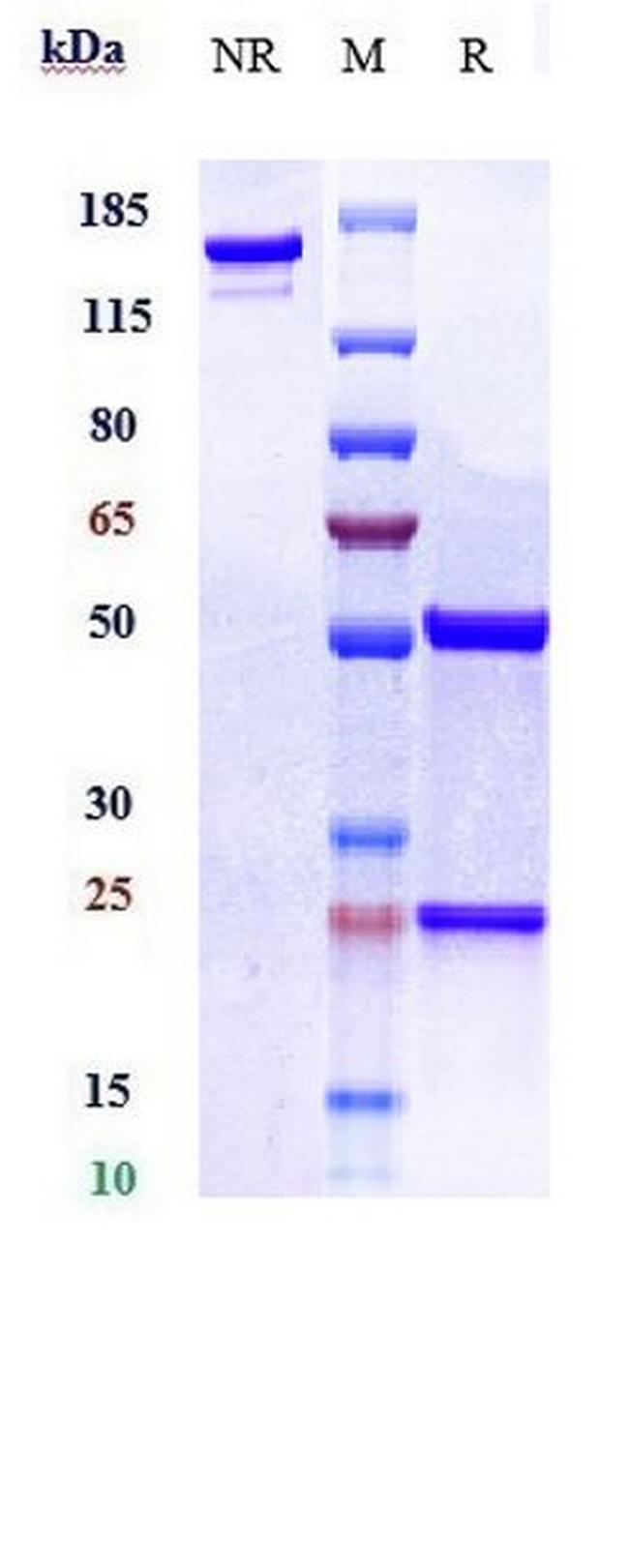 Bermekimab Antibody in SDS-PAGE (SDS-PAGE)