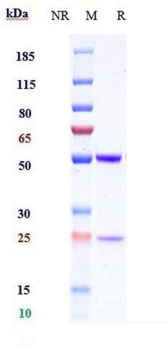 IL-1 beta (Biosimilar) Antibody in SDS-PAGE (SDS-PAGE)