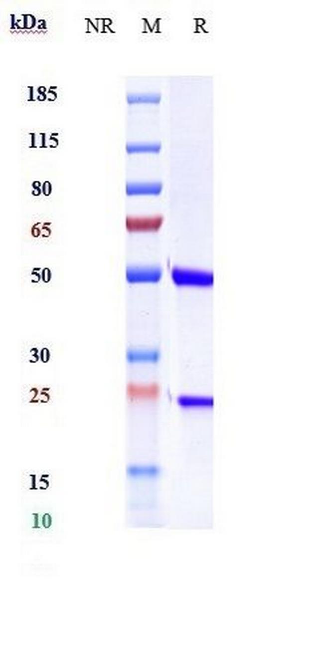 Factor VIII Biosimilar Antibody in SDS-PAGE (SDS-PAGE)