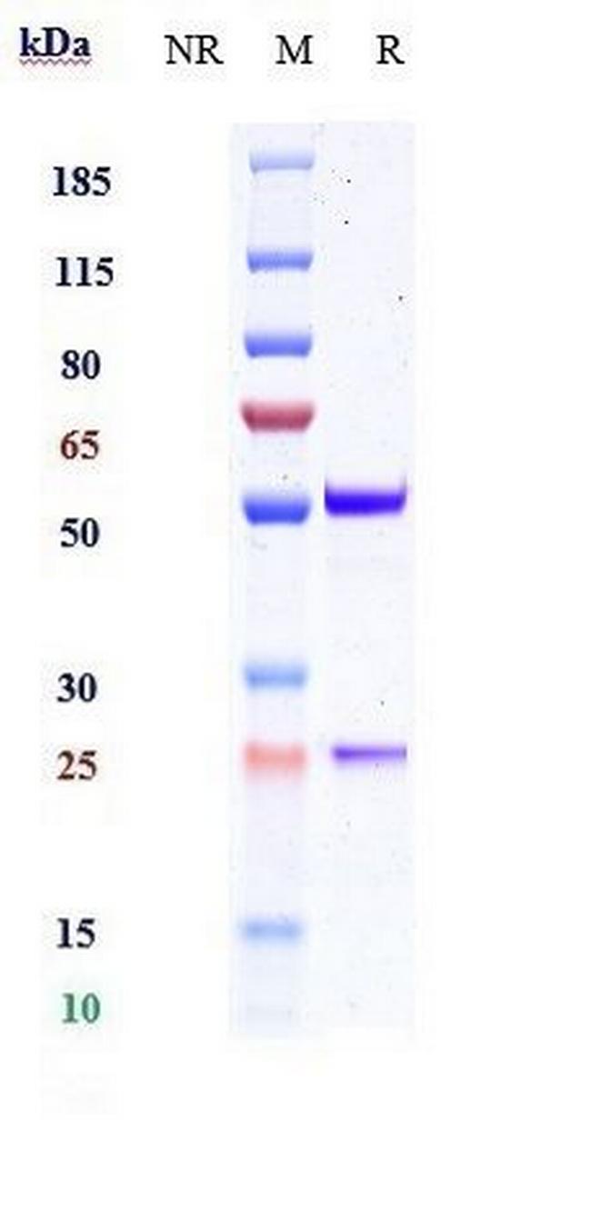 ST2 (Melrilimab Biosimilar) Antibody in SDS-PAGE (SDS-PAGE)