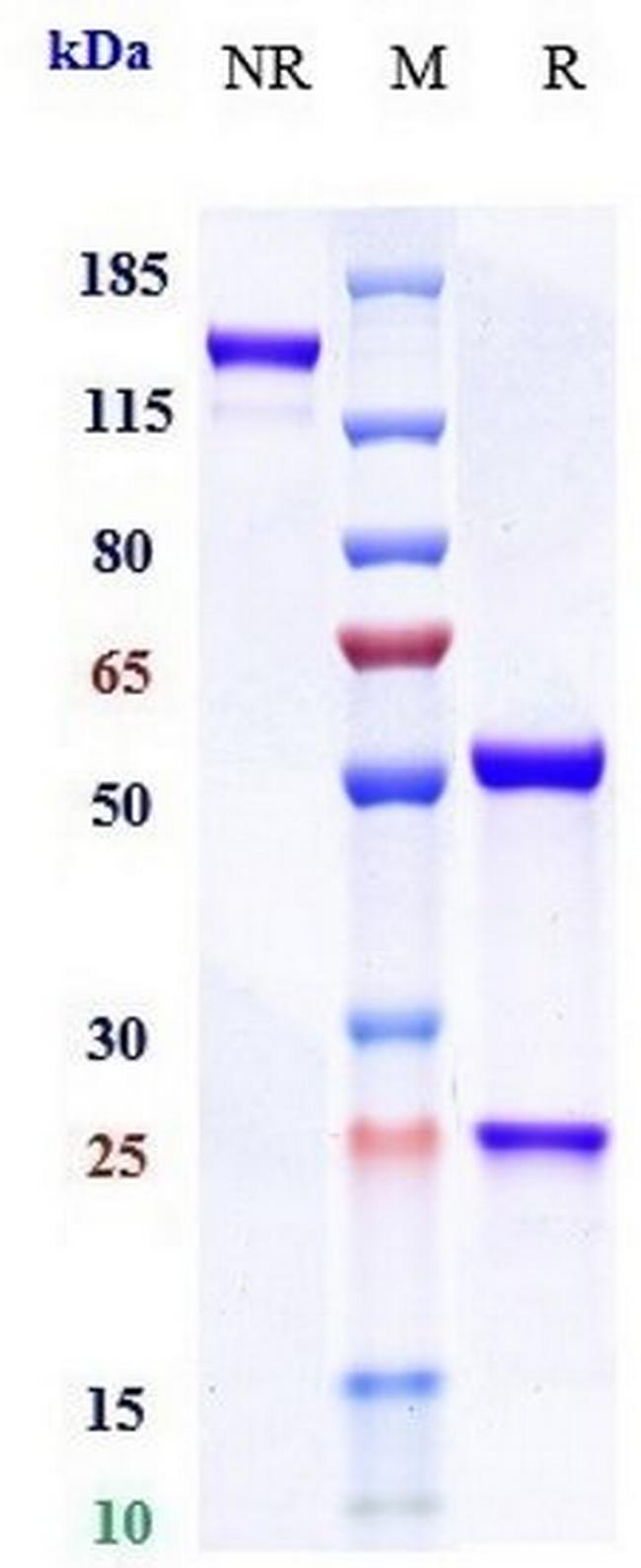 IL-23 p19 (Mirikizumab Biosimilar) Antibody in SDS-PAGE (SDS-PAGE)