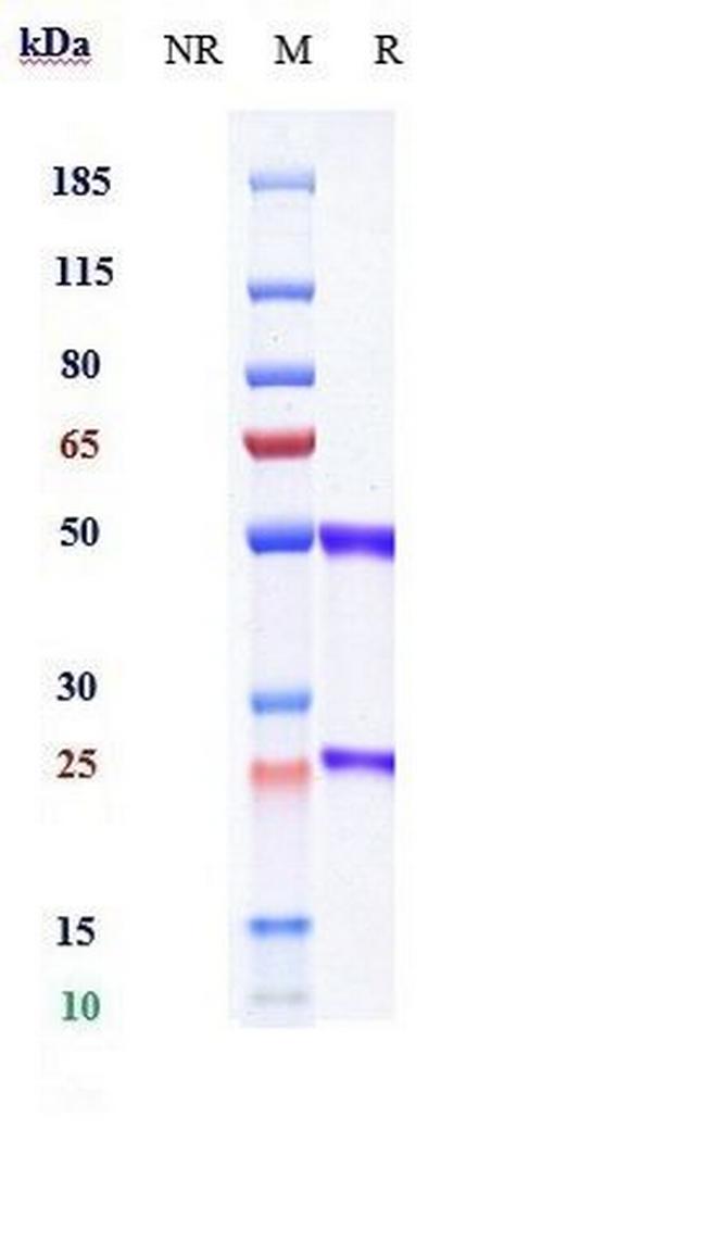 Olinvacimab Antibody in SDS-PAGE (SDS-PAGE)