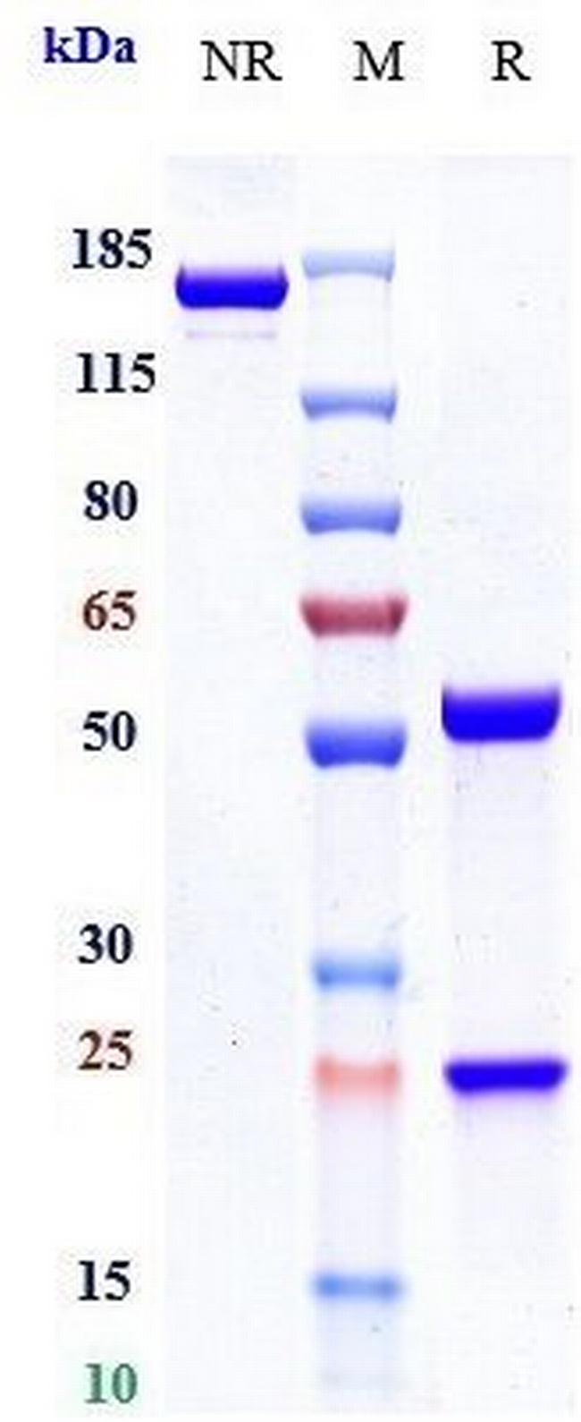 IL-6 Receptor (CD126) (Sapelizumab Biosimilar) Antibody in SDS-PAGE (SDS-PAGE)