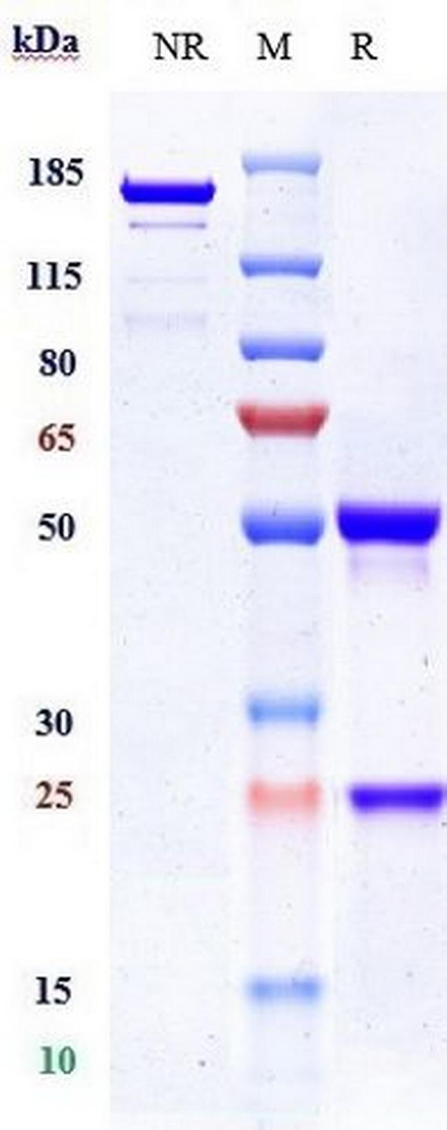 ITGAV/ITGB3 (Etaracizumab Biosimilar) Antibody in SDS-PAGE (SDS-PAGE)