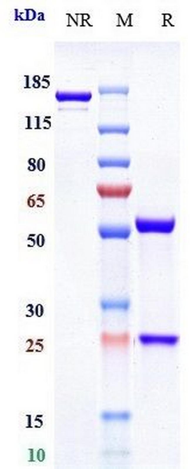 LINGO1 (Opicinumab Biosimilar) Antibody in SDS-PAGE (SDS-PAGE)