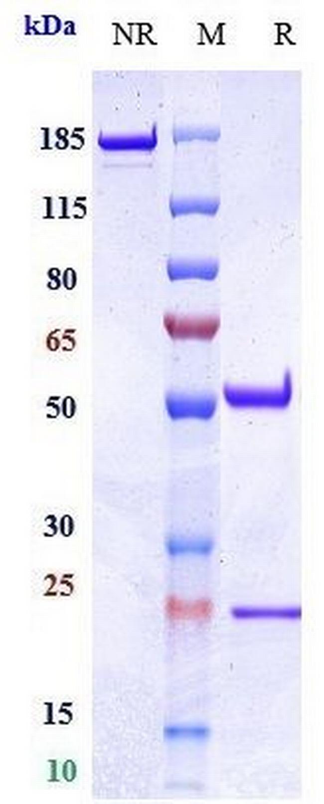 EpCAM (CD326) (Oportuzumab Biosimilar) Antibody in SDS-PAGE (SDS-PAGE)