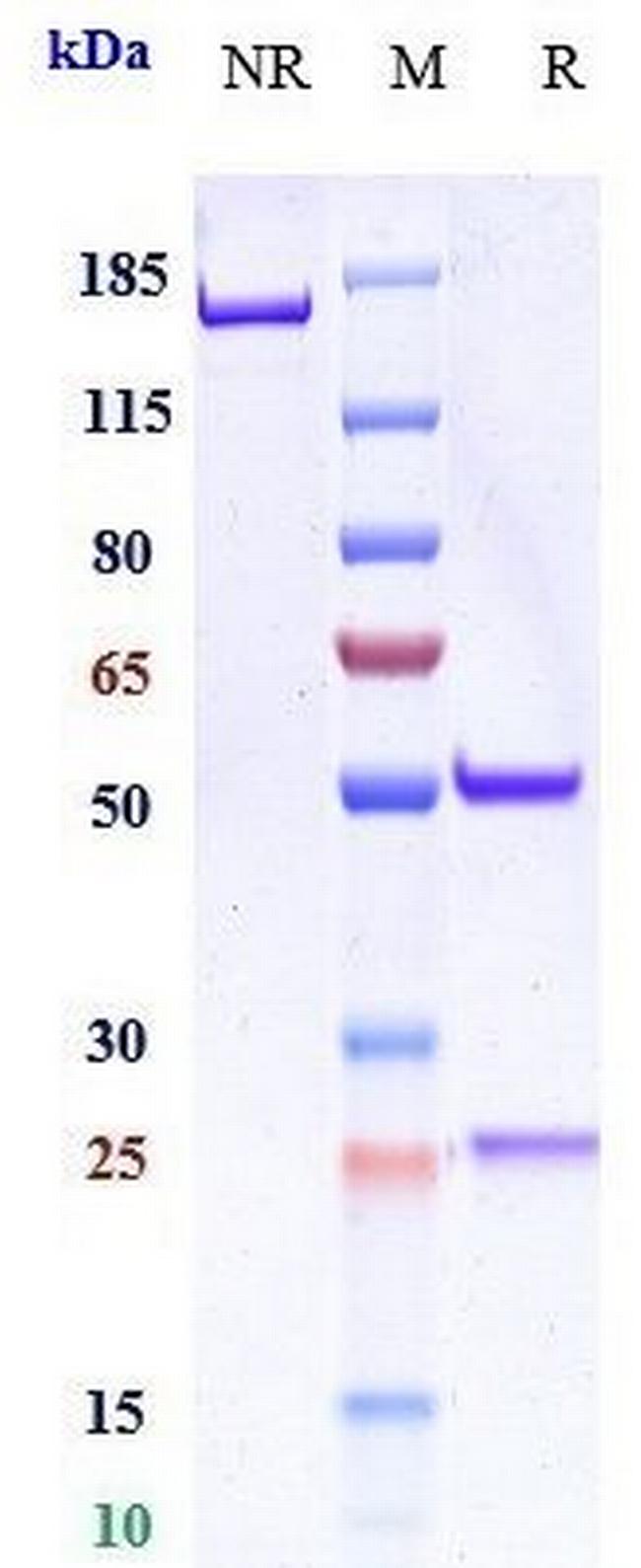 LAG-3 (CD223) (Encelimab Biosimilar) Antibody in SDS-PAGE (SDS-PAGE)