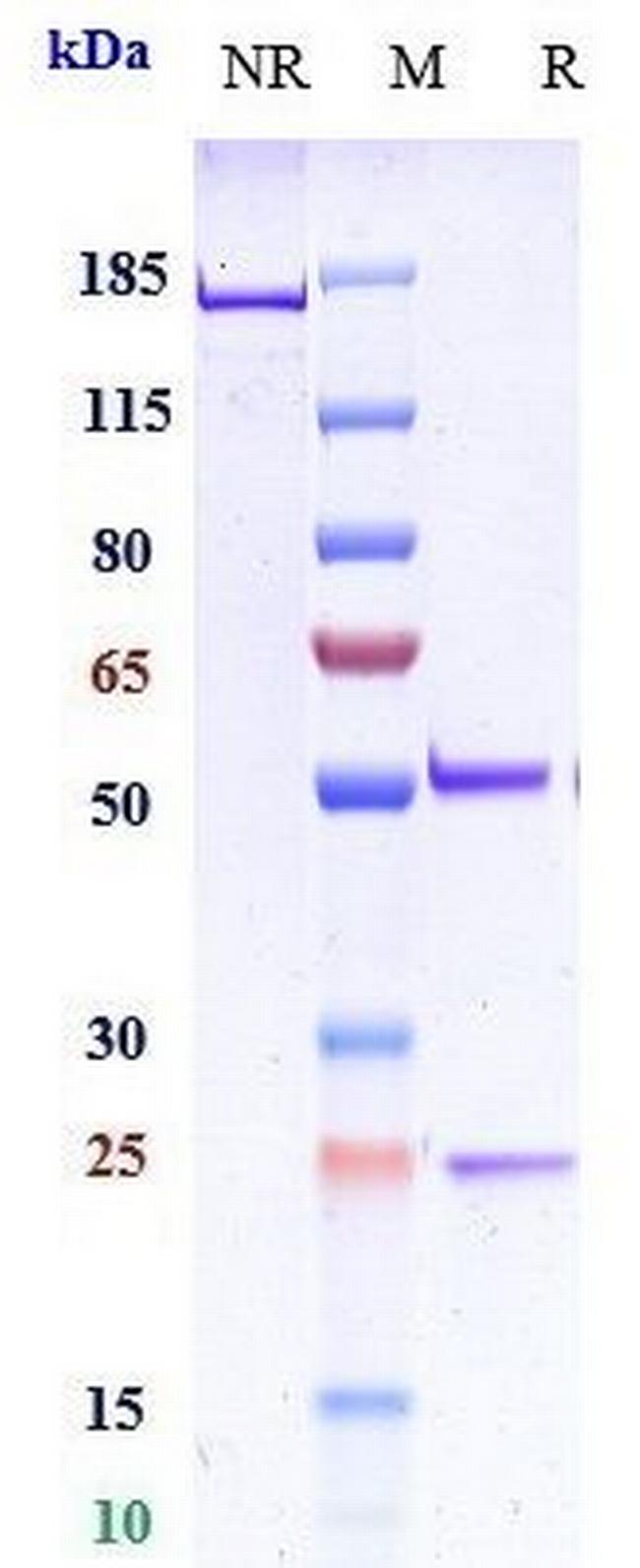 LAG-3 (CD223) (Favezelimab Biosimilar) Antibody in SDS-PAGE (SDS-PAGE)