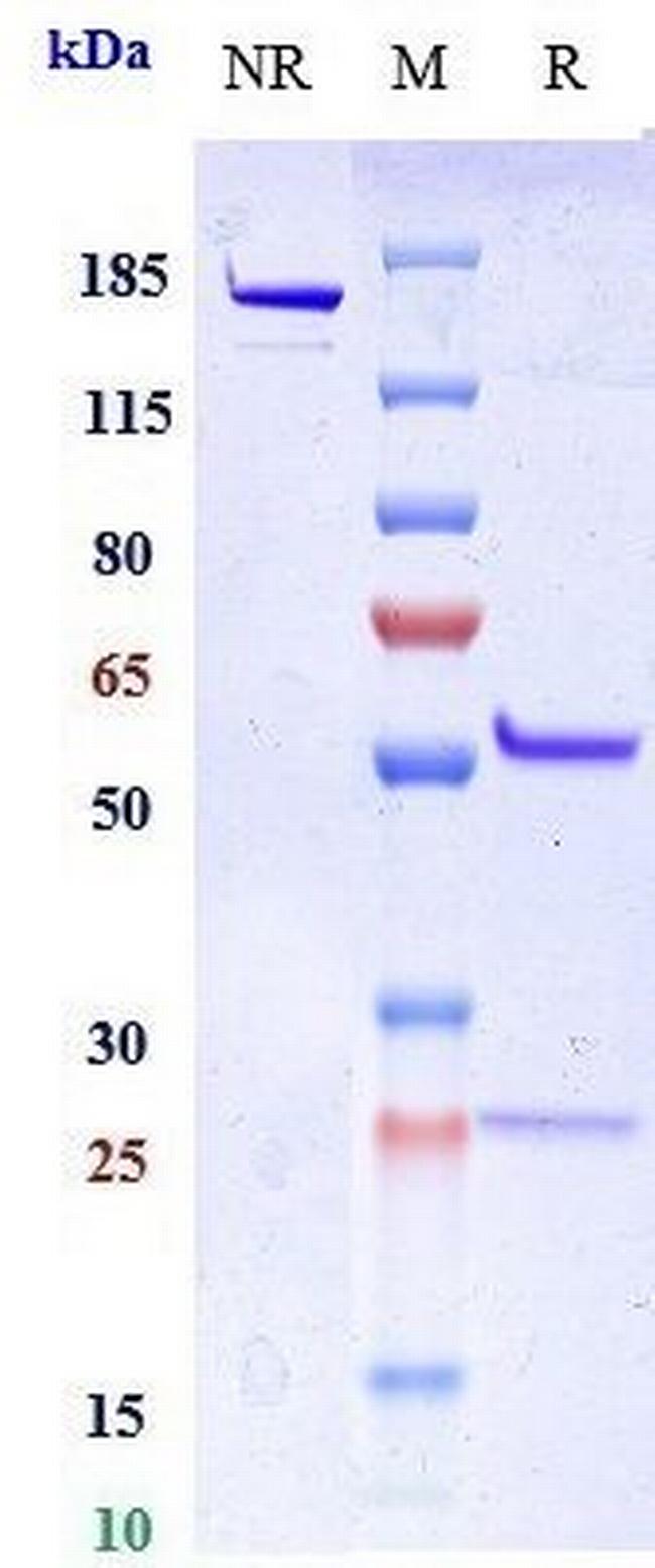Miptenalimab Humanized Antibody in SDS-PAGE (SDS-PAGE)