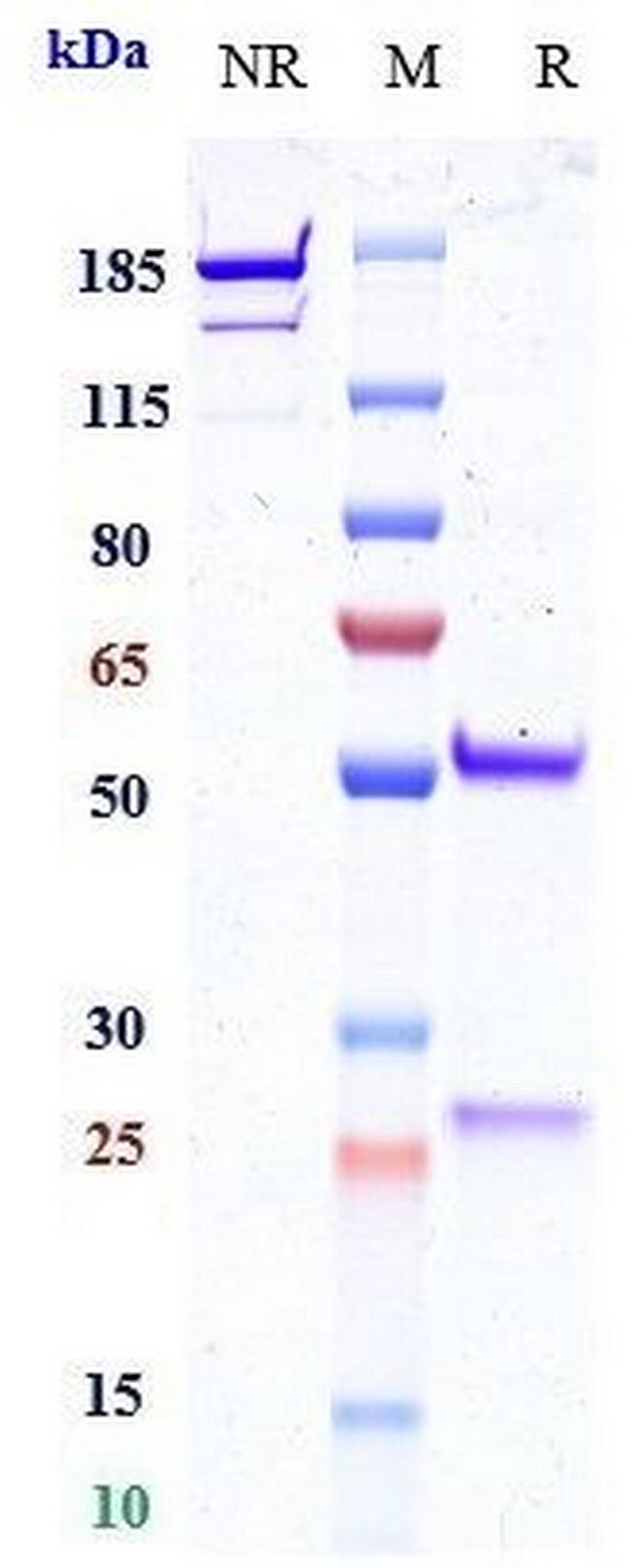 PD-L1 (CD274) (Opucolimab Biosimilar) Antibody in SDS-PAGE (SDS-PAGE)