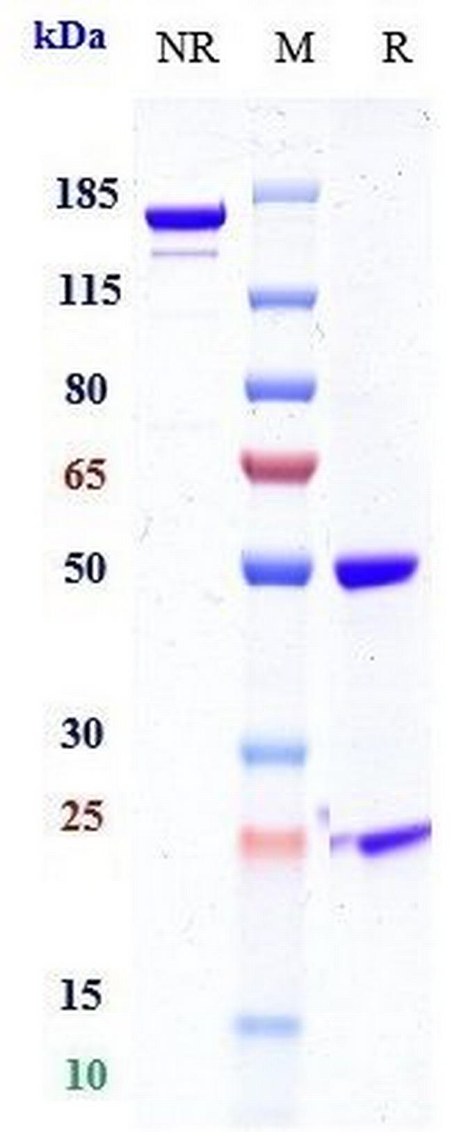 Mesothelin (Biosimilar) Antibody in SDS-PAGE (SDS-PAGE)