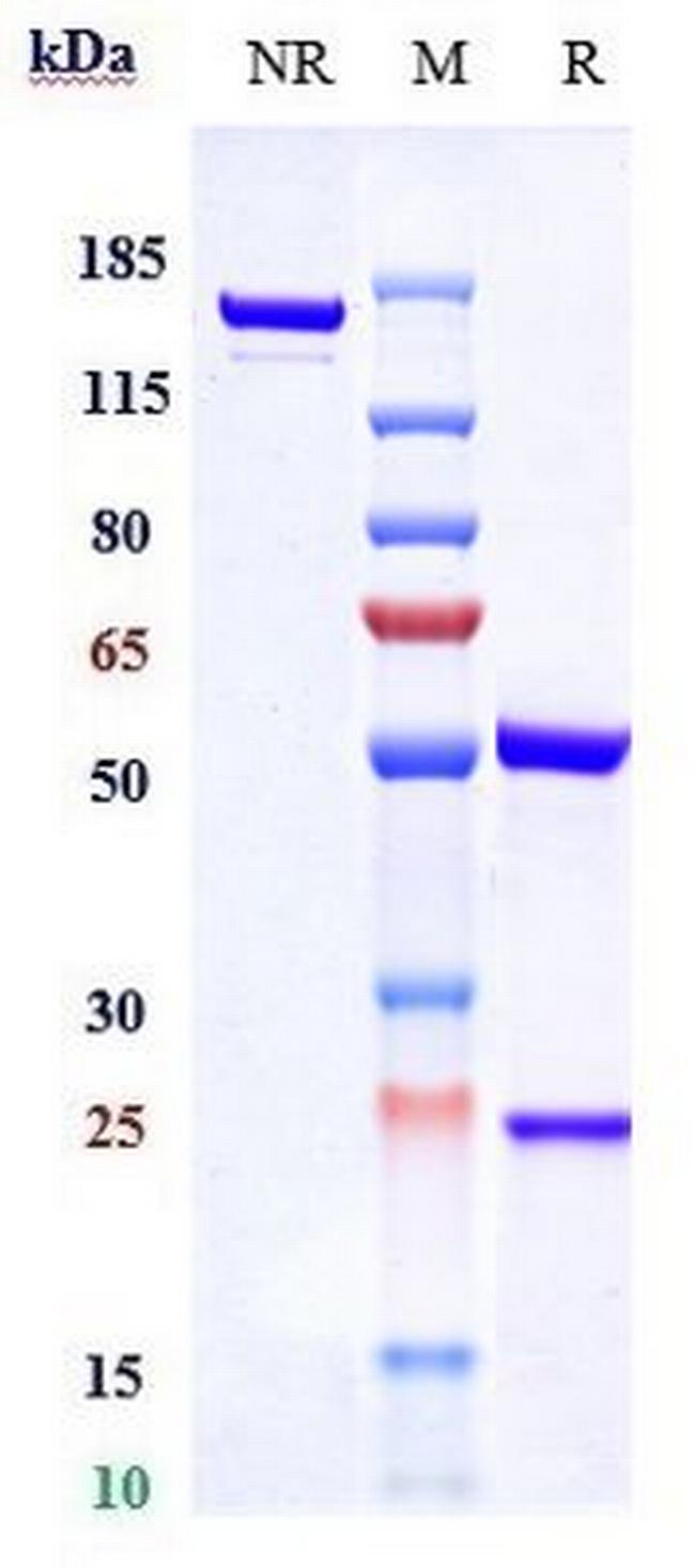 INHBB Biosimilar Antibody in SDS-PAGE (SDS-PAGE)