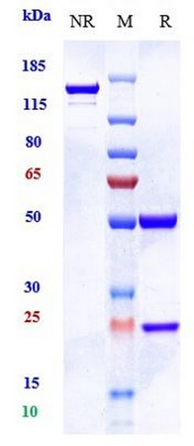 CD146 (Imaprelimab Biosimilar) Antibody in SDS-PAGE (SDS-PAGE)