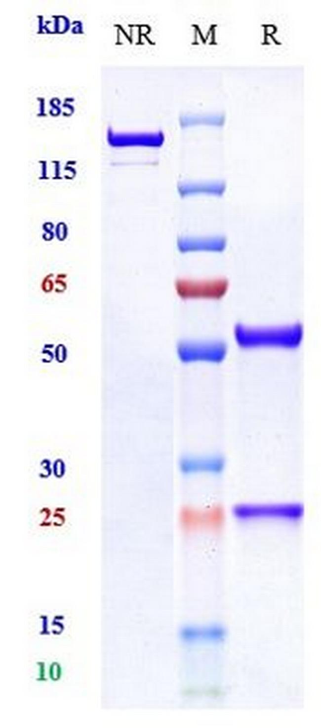 NGF (Fasinumab Biosimilar) Antibody in SDS-PAGE (SDS-PAGE)