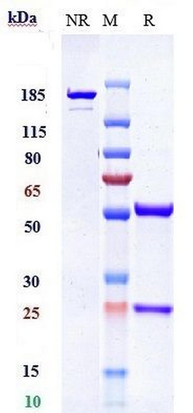 NOTCH1 (Biosimilar) Antibody in SDS-PAGE (SDS-PAGE)