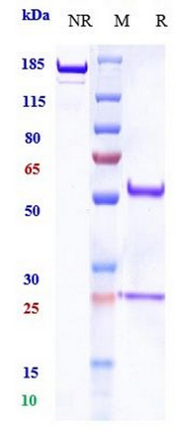 PD-1 (CD279) (Balstilimab Biosimilar) Antibody in SDS-PAGE (SDS-PAGE)