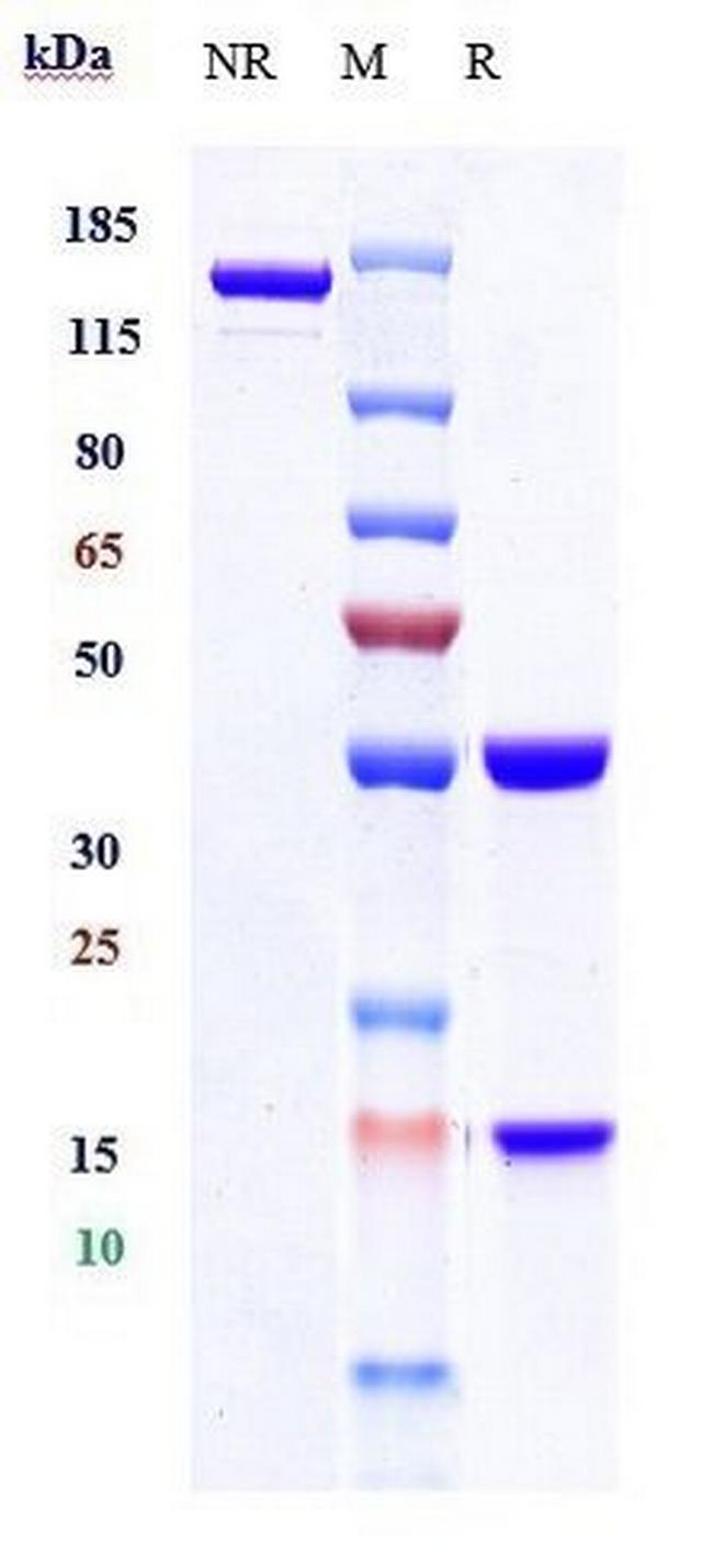 PD-1 (CD279) (Cetrelimab Biosimilar) Antibody in SDS-PAGE (SDS-PAGE)